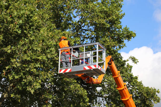 Best Tree Maintenance Programs  in Bear Creek, AK