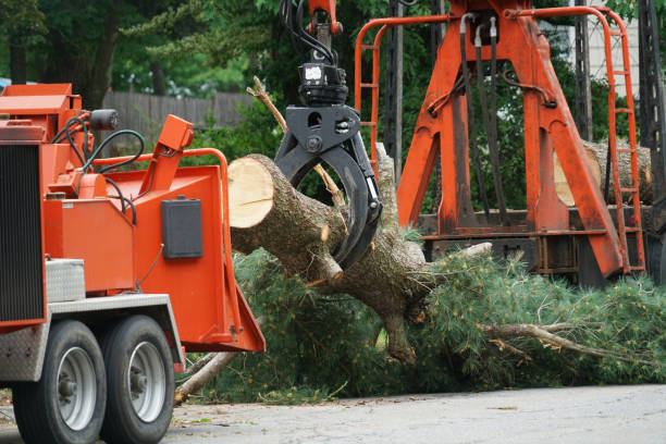 Best Lawn Watering Services  in Bear Creek, AK